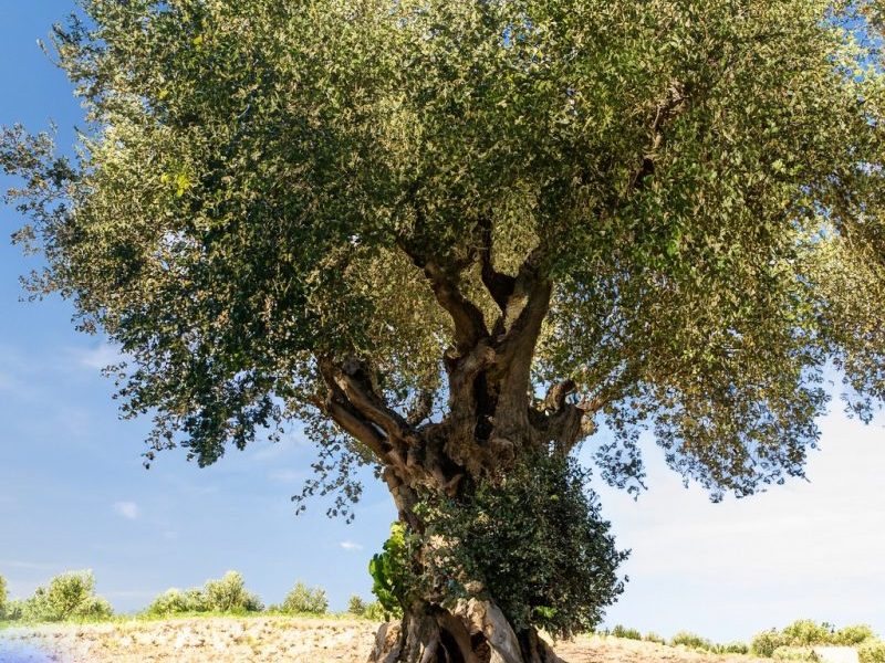 Dejemos muy claro qué contenidos están generados por Inteligencia Artificial y cuales no